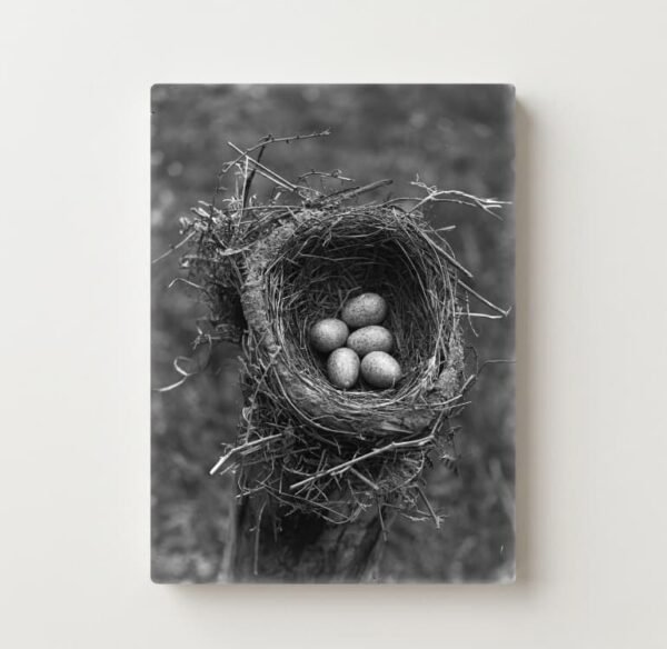 Quiet Cradle