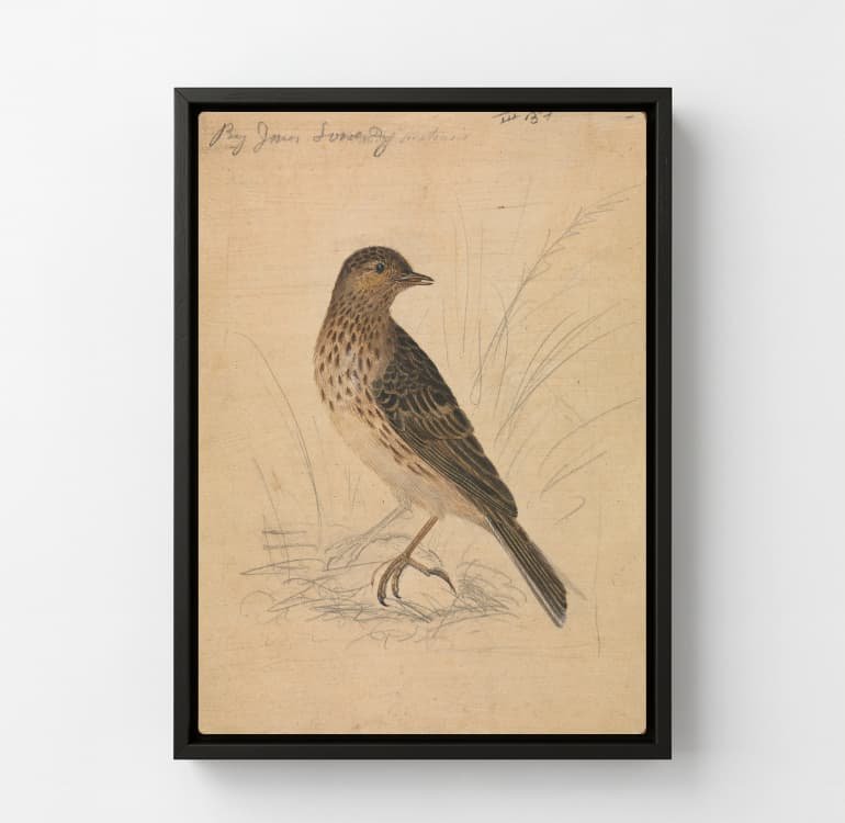 Quiet Perch - Image 3