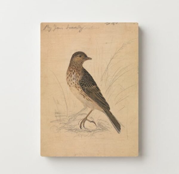 Quiet Perch