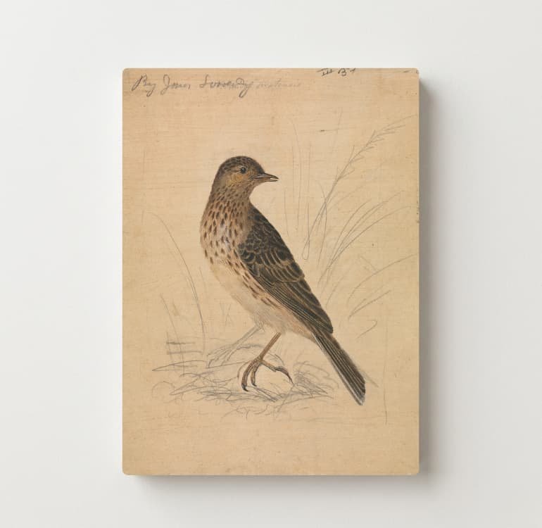 Quiet Perch
